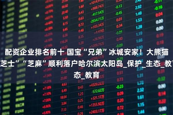 配资企业排名前十 国宝“兄弟”冰城安家！大熊猫“芝士”“芝麻”顺利落户哈尔滨太阳岛_保护_生态_教育